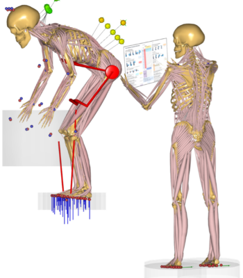 Developing and implementing parametric human body shape models in  ergonomics software